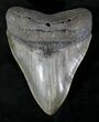 Huge Fossil Megalodon Tooth - Nice Serrations #23672-1
